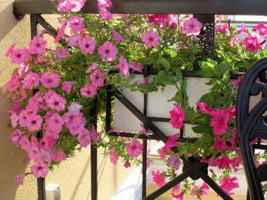 Çiçekler açan güzel pembe Petunya çiçekleri ve beyaz sulama kutusu masanın üzerinde duruyor. Balkonda çiçekler var. Seçici odak