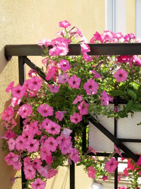 Çiçekler açan güzel pembe Petunya çiçekleri ve beyaz sulama kutusu masanın üzerinde duruyor. Balkonda çiçekler var. Seçici odak