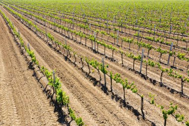 Öğleden sonra, bahar havası manzaralı üzüm bağları. Çiftlik arazisi. Şarap yapımı. Odessa yakınlarındaki Ukrayna 'da farklı üzüm çeşitlerinin yetiştirilmesi