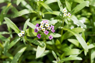 Myosotis Sylvatica 'ya yakın plan, bulanık arkaplanda küçük mavi, beyaz, pembe çiçekler. Kır bahçesinde küçük mavi unutkanlıklar