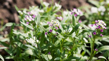 Myosotis Sylvatica 'ya yakın plan, bulanık arkaplanda küçük mavi, beyaz, pembe çiçekler. Kır bahçesinde küçük mavi unutkanlıklar