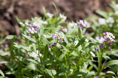 Myosotis Sylvatica 'ya yakın plan, bulanık arkaplanda küçük mavi, beyaz, pembe çiçekler. Kır bahçesinde küçük mavi unutkanlıklar