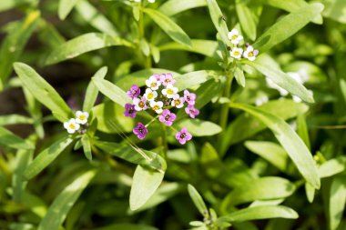 Myosotis Sylvatica 'ya yakın plan, bulanık arkaplanda küçük mavi, beyaz, pembe çiçekler. Kır bahçesinde küçük mavi unutkanlıklar