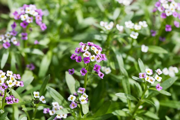 Primer Plano Myosotis Sylvatica Pequeñas Flores Azules Blancas Rosadas Sobre — Foto de Stock