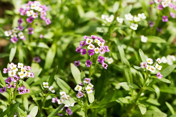 Myosotis Sylvatica 'ya yakın plan, bulanık arkaplanda küçük mavi, beyaz, pembe çiçekler. Kır bahçesinde küçük mavi unutkanlıklar