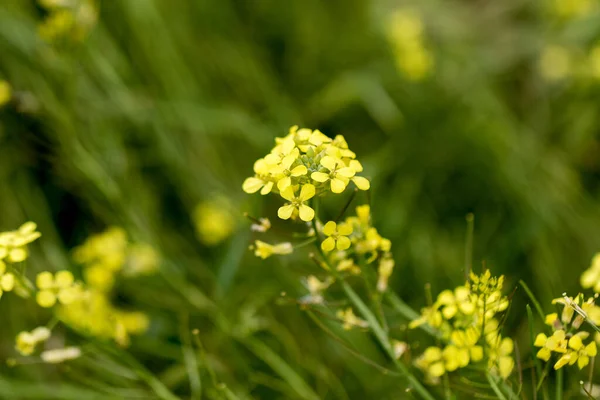 Rapeseed Flowers Close Flowering Time Industrial Farmland Countryside Spring Summer — Stock Photo, Image