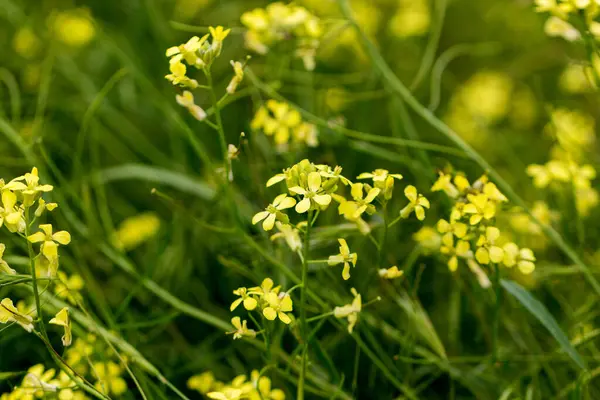 Çiçek açarken yakın plan tecavüz tohumları. İlkbahar ve yaz arasında kırsal alandaki endüstriyel tarım arazileri.