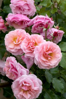 Büyük, kokulu, görkemli, mercan pembesi güller. İlkbaharda koyu yapraklı bir gül çalısı karşısında tomurcuklanırlar. Yazın bahçedeki gül ağacında pembe gül çiçekleri. Çiçek arkaplanı