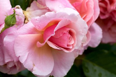 Büyük, kokulu, görkemli, mercan pembesi güller. İlkbaharda koyu yapraklı bir gül çalısı karşısında tomurcuklanırlar. Yazın bahçedeki gül ağacında pembe gül çiçekleri. Çiçek arkaplanı