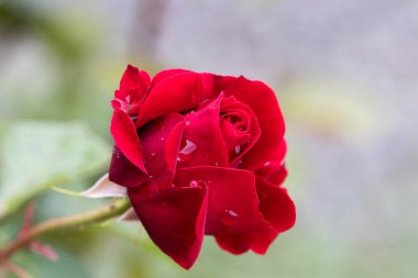 Big hot red roses, drops of rain water on rose petals. Summer, fragrant, scarlet roses on blurred background of dark deciduous rose bush in summer garden after the rain. Flower background