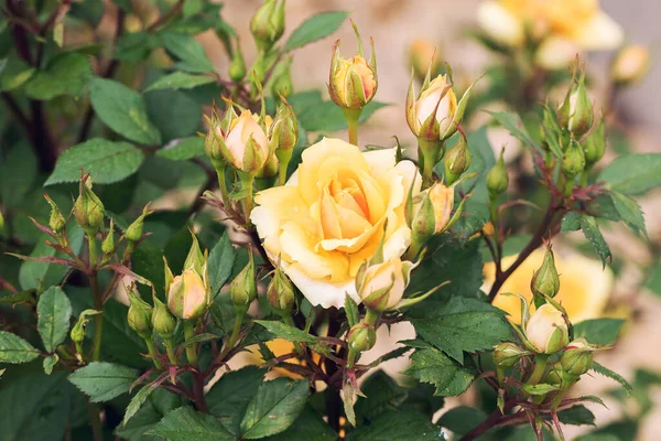 Rosas Grandes Fragantes Suntuosas Amarillas Con Brote Contra Arbusto Hojas —  Fotos de Stock