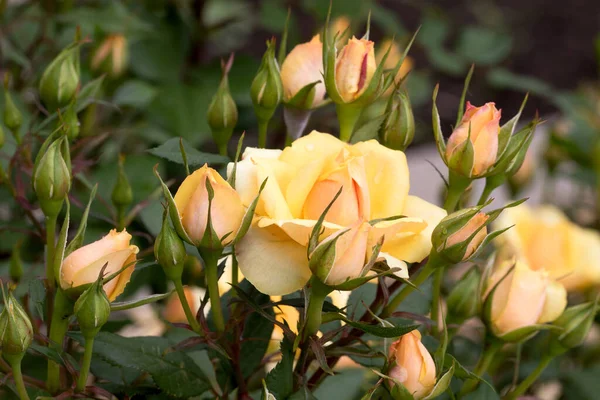 Velké Voňavé Přepychové Žluté Růže Pupenem Proti Tmavému Listnatému Keři — Stock fotografie