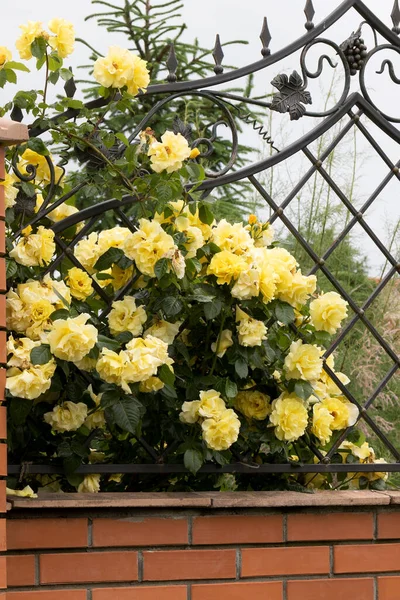 Summer Fragrant Lush Yellow Roses Bud Background Dark Leafy Rose — Stock Photo, Image