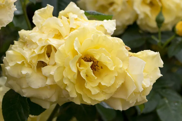 Rosas Grandes Fragantes Suntuosas Amarillas Con Brote Contra Arbusto Hojas —  Fotos de Stock