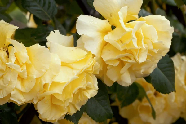 Velké Voňavé Přepychové Žluté Růže Pupenem Proti Tmavému Listnatému Keři — Stock fotografie