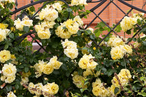 Léto Voňavé Svěží Žluté Růže Pupenem Pozadí Tmavého Listnatého Keře — Stock fotografie