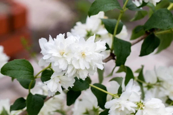 Schöne Weiße Jasminblüte Selektiver Fokus Hintergrund Mit Blühendem Jasminstrauch Inspirierende — Stockfoto