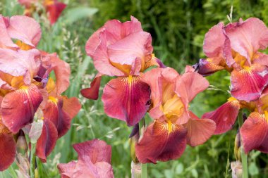 Güzel süsen çiçekleri, seçici odaklanma. Çiçek açan irislerle donatılmış bir arka plan. İlham verici doğal çiçek baharı çiçek açan bahçe ya da park. Çiçek sanat tasarımı. Aromaterapi kavramı