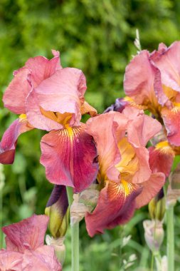 Güzel süsen çiçekleri, seçici odaklanma. Çiçek açan irislerle donatılmış bir arka plan. İlham verici doğal çiçek baharı çiçek açan bahçe ya da park. Çiçek sanat tasarımı. Aromaterapi kavramı