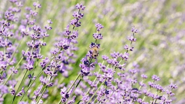 ラベンダーの花に蜜を集めます 春の昆虫に焦点を当てます パステルカラーの背景 柔らかい夢のような感じ — ストック写真