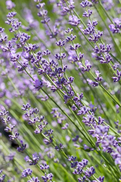 Prachtige Lavendelbloem Selectieve Zachte Focus Lavendelbloem Lavendelbloemen Verlicht Door Zonlicht — Stockfoto