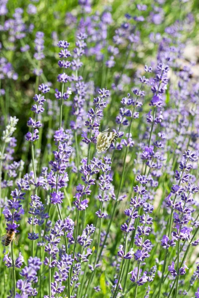 Селективный Фокус Весенних Насекомых Humblebee Colect Nectar Blue Flowers Lavender — стоковое фото