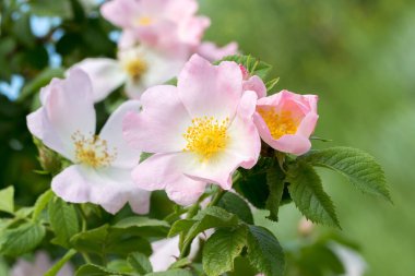 Rosehip Çiçeği. Güneşli bir yaz gününde çiçek açan gül kalçası çalısı, yakın plan. Gül kalça dalında zarif pembe çiçekler.. 