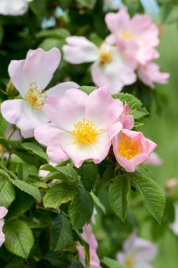 Rosehip Çiçeği. Güneşli bir yaz gününde çiçek açan gül kalçası çalısı, yakın plan. Gül kalça dalında zarif pembe çiçekler.. 