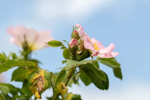バラの花 晴れた夏の日に花のバラの茂み クローズアップ バラの腰の枝に繊細なピンクの花 — ストック写真