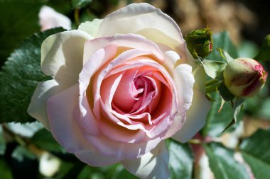 Büyük, kokulu, görkemli, mercan pembesi güller. İlkbaharda koyu yapraklı bir gül çalısı karşısında tomurcuklanırlar. Yazın bahçedeki gül ağacında pembe gül çiçekleri. Çiçek arkaplanı