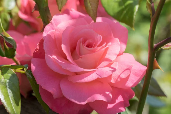 Jaře Velké Voňavé Přepychové Korálově Růžové Růže Pupenem Tmavém Listnatém — Stock fotografie
