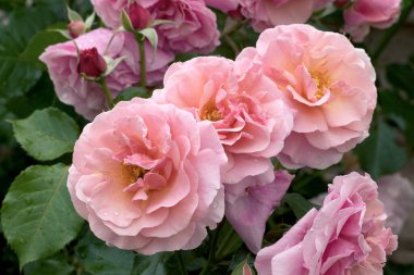 Büyük, kokulu, görkemli, mercan pembesi güller. İlkbaharda koyu yapraklı bir gül çalısı karşısında tomurcuklanırlar. Yazın bahçedeki gül ağacında pembe gül çiçekleri. Çiçek arkaplanı