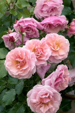 Büyük, kokulu, görkemli, mercan pembesi güller. İlkbaharda koyu yapraklı bir gül çalısı karşısında tomurcuklanırlar. Yazın bahçedeki gül ağacında pembe gül çiçekleri. Çiçek arkaplanı