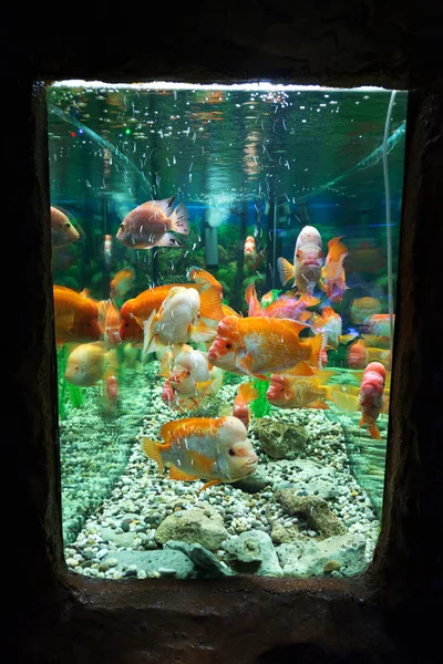 El mundo submarino. Brillante exótico peces de coral tropical en el R — Foto de Stock
