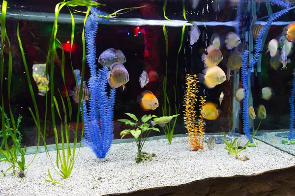 El mundo submarino. Brillante exótico peces de coral tropical en el R —  Fotos de Stock