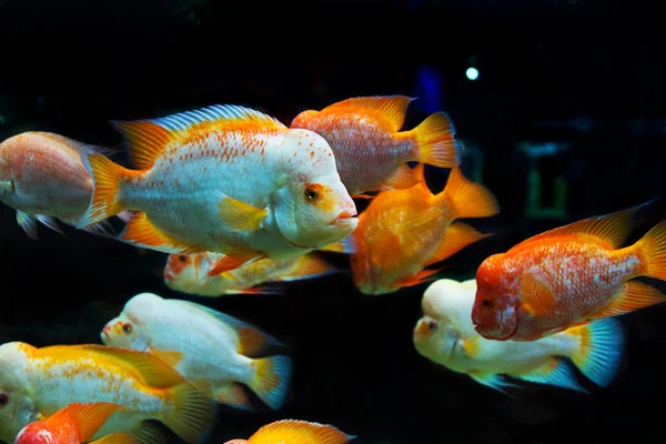 El mundo submarino. Brillante exótico peces de coral tropical en el R — Foto de Stock