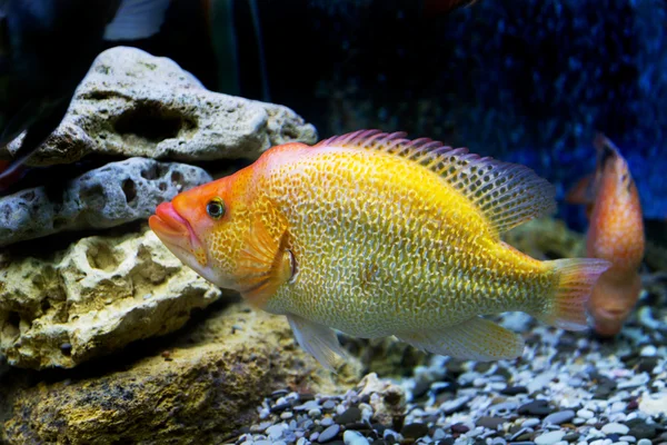 El mundo submarino. Brillante exótico peces de coral tropical en el R — Foto de Stock