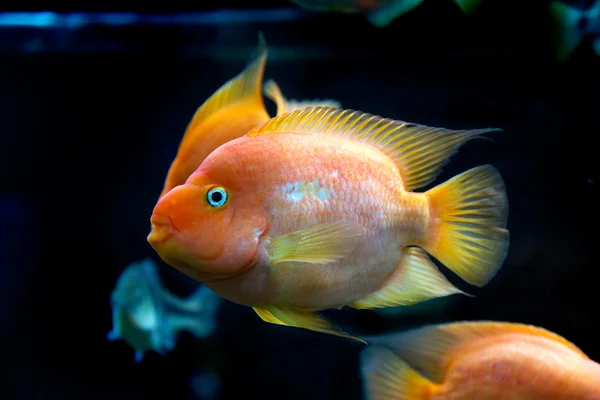 El mundo submarino. Brillante exótico peces de coral tropical en el R — Foto de Stock