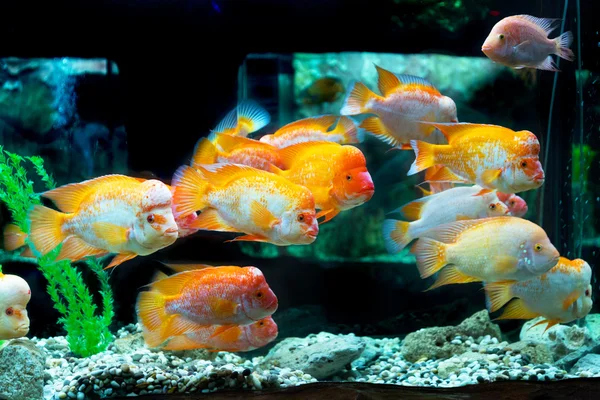 Undervattensvärlden. Ljusa exotiska tropiska korall fisk i R — Stockfoto