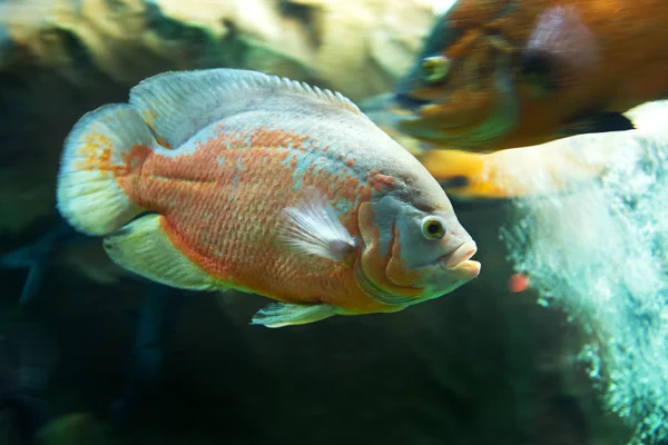水中の世界。明るくエキゾチックなサンゴ熱帯魚 r — ストック写真