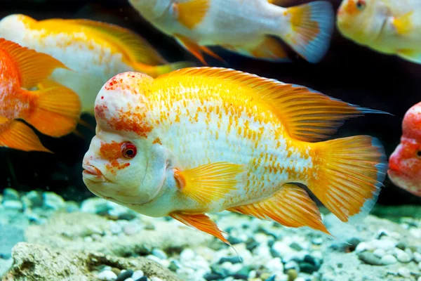 El mundo submarino. Brillante exótico peces de coral tropical en el R — Foto de Stock