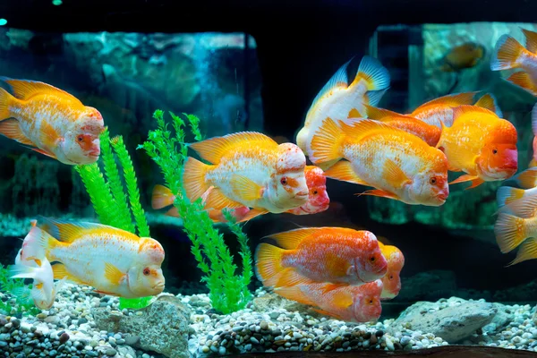 The underwater world. Bright Exotic Tropical coral fish in the R