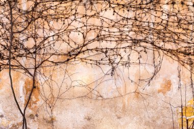 Dry trunks and branches creepers on the old stone wall. clipart