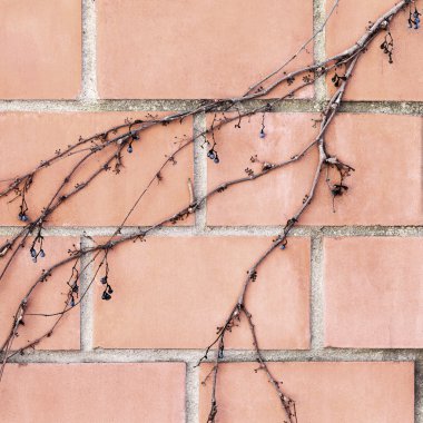 Kuru gövdeleri ve dalları creepers eski taş duvar.