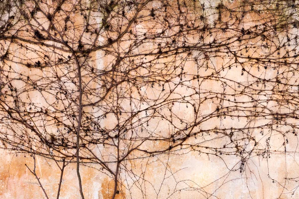 Eski taş duvardaki gövdeleri ve dalları creepers kuru. Tasarım için arka plan olarak — Stok fotoğraf