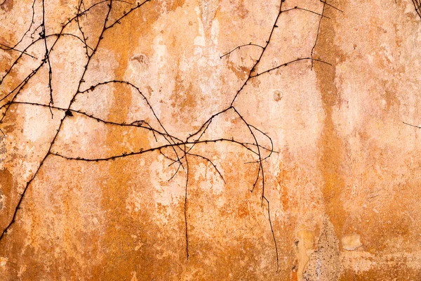 Dry trunks and branches creepers on the old stone wall — Stock Photo, Image