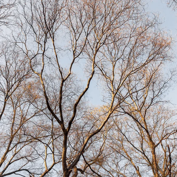 Dry Bare Trunks Branches Tree Tops Attract Strict Picturesque Creative — Stock Photo, Image