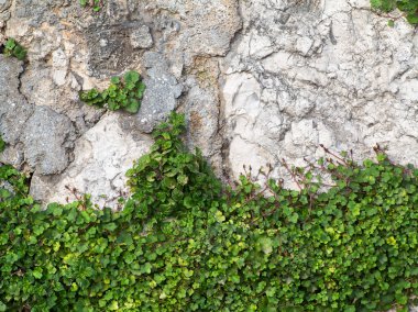 Parlak yeşil bitkiler taş duvar. Büyük arka plan veya textu