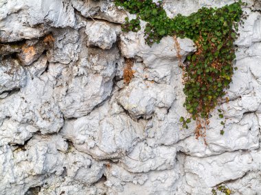 Parlak yeşil bitkiler taş duvar. Büyük arka plan veya textu