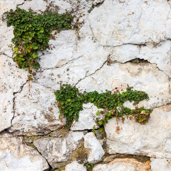 Яскраво-зелені рослини на кам'яній стіні. Чудовий фон або текстура — стокове фото